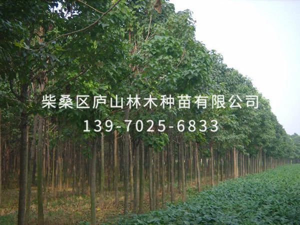 楸樹(shù)