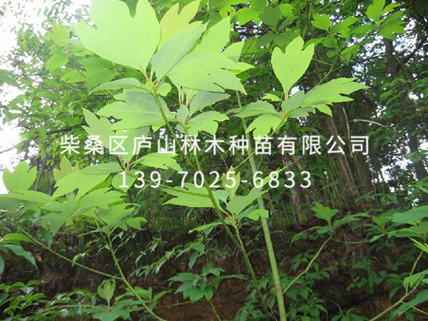 檫樹(shù)