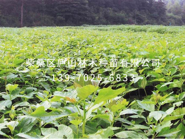 檫樹(shù)