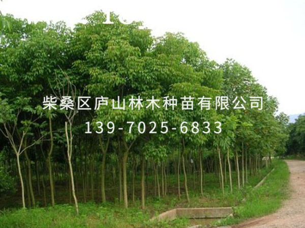 重陽(yáng)木