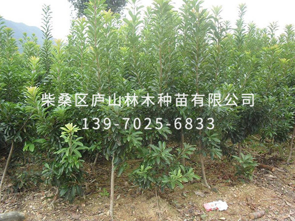 楊梅樹(shù)