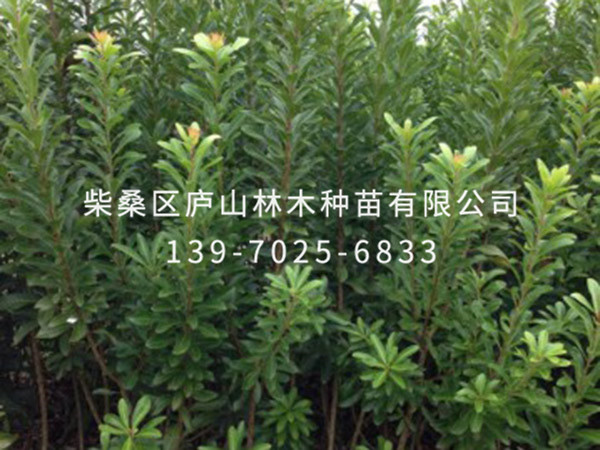 楊梅樹(shù)