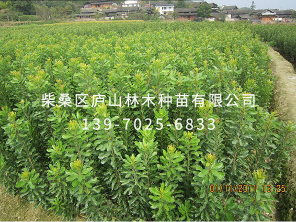 楊梅樹(shù)