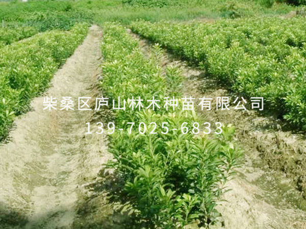 楊梅樹(shù)