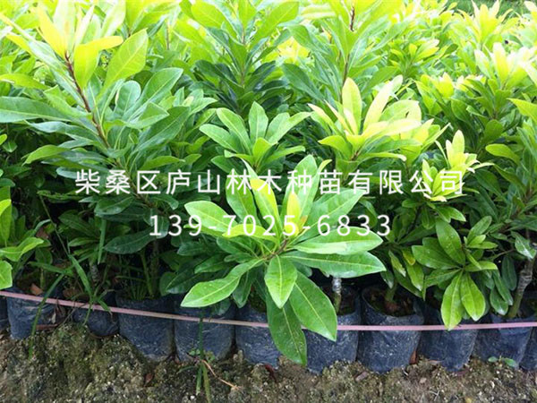 楊梅樹(shù)